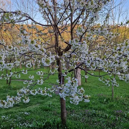 La Sălaşul Fermecat în Cheile Carasului Cabană